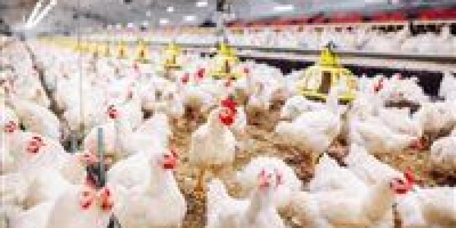 طعم خطير في 10 دقايق.. فاهيتا فراخ هتخلي الكل يسأل عليها