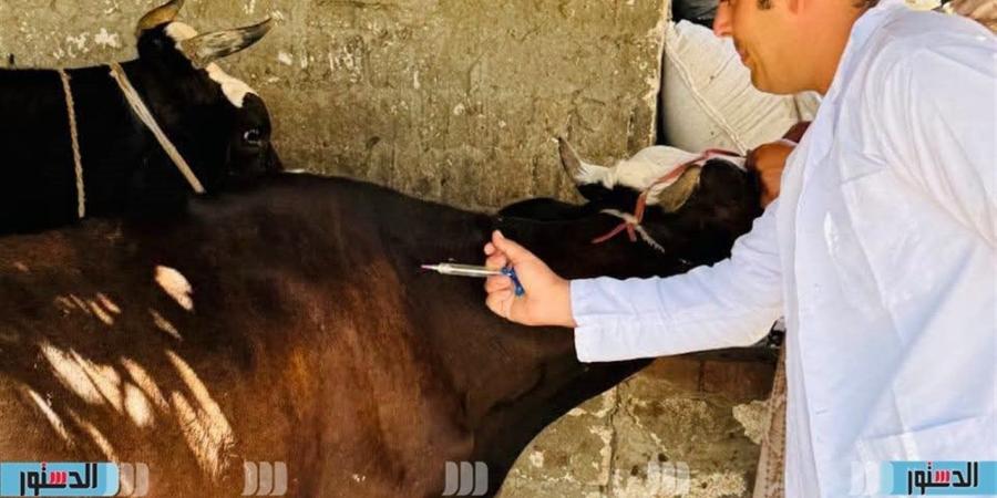 خلال 3 أسابيع.. تحصين 209 آلاف رأس ماشية ضد الأمراض بكفر الشيخ