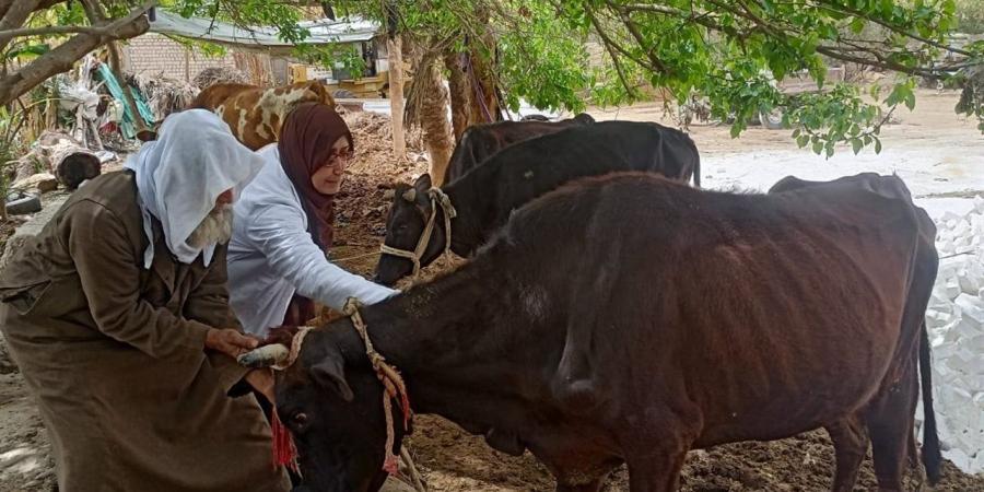 "الخدمات البيطرية" تكثف الرعاية والعلاج لحماية الثروة الحيوانية بالجيزة