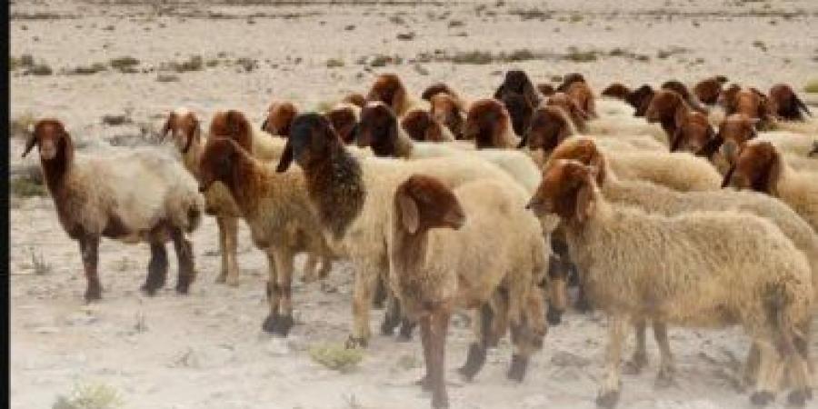 البيئة السعودية تؤكد أهمية ذبح الأضاحى داخل المسالخ لضمان سلامة اللحوم