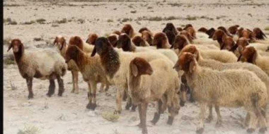 أمانة الأحساء بالسعودية تتيح خدمة تصريح ذبح الأضاحى عبر منصة "بلدي"