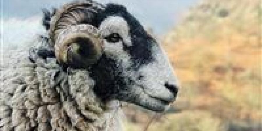 الحبس والغرامة ومصادرة الأضحية عقوبات الذبح خارج المجازر