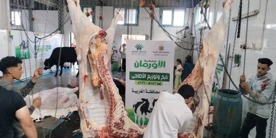 استعدادات لتوزيع لحوم 70 عجلًا على الأسر الأولى بالرعاية خلال عيد الأضحى بالغربية