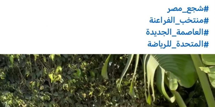 تامر حسني يحيي حفلا غنائيا باستاد القاهرة قبل مباراة مصر وروسيا