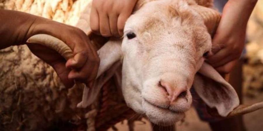 أفضل وقت لذبح الأضحية بعد صلاة العيد.. وما حكم الذبح ليلًا في العيد؟