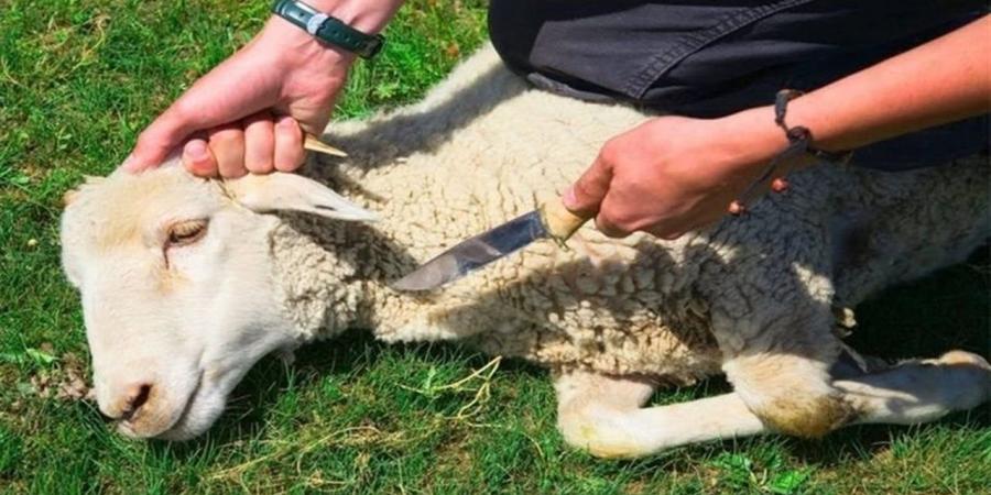 عشرات الإصابات نتيجة ذبح الأضاحي في أول أيام عيد الأضحى بالدقهلية