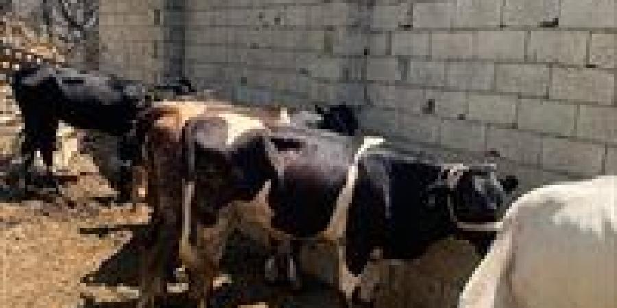 لماذا يجب ترك الذبيحة معلقة في الهواء بعد السلخ؟.. رئيس قطاع التجارة الداخلية السابق يُجيب