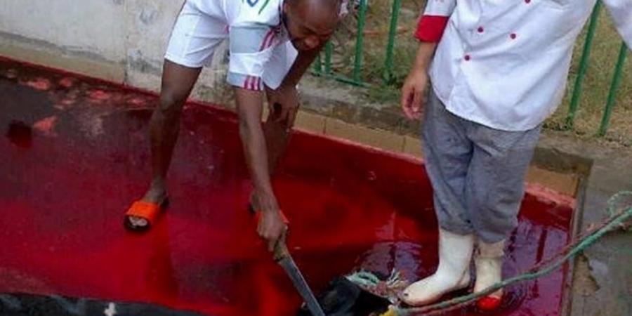 أبرزهم شيكا وكهربا وشيتوس.. ذكريات نجوم الكرة مع الأضحية.. صور