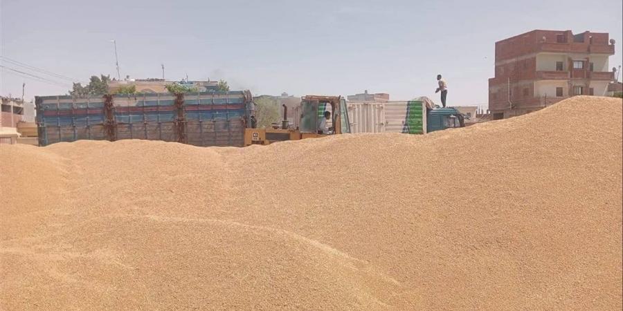 مطروح: توريد أكثر من 22 ألف طن قمح محلي منذ بدء الموسم