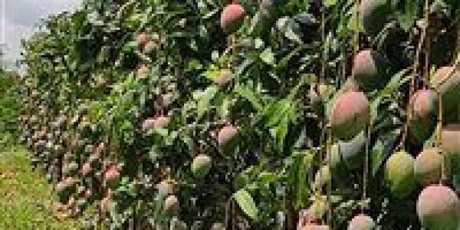 مركز تغير المناخ: لا أزمة في تأخر موسم المانجو والمبالغات غير مبررة