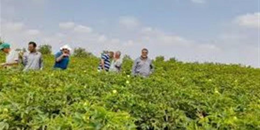 ضمانات الفلاح والمستهلك بمشروع قانون الزراعة التعاقدية الجديد