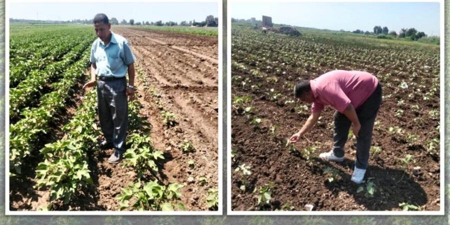 محافظ المنوفية: تكثيف متابعة المحاصيل الصيفية والحقول الإرشادية لدعم المزارعين