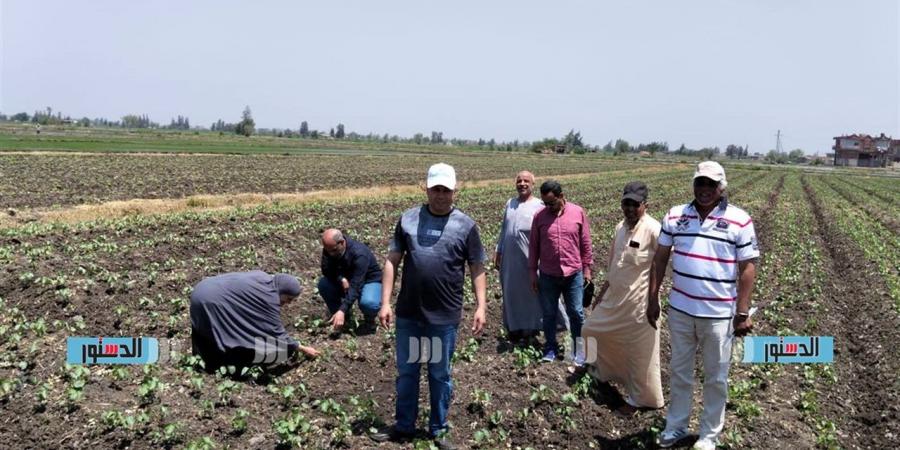 زراعة كفرالشيخ: صرف الأسمدة ومتابعة حالة المحاصيل وتكثيف جهود حماية الأراضي