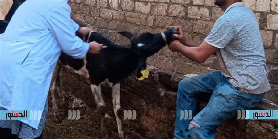 تحصين 244 ألف رأس ماشية بكفر الشيخ ضد الحمى القلاعية وحمى الوادي المتصدع