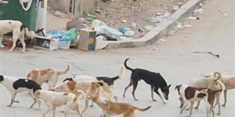 حملات تطعيم وتحصينات وإنشاء شلاتر لمواجهة انتشار الكلاب الضالة بالقليوبية