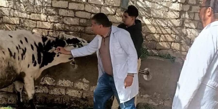 "الخدمات البيطرية": متابعة الحالة الوبائية للماشية بالدقهلية ضمن حملات التقصي