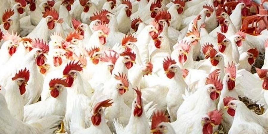 أسعار الدواجن والطيور بأسواق بورسعيد اليوم الأحد 7 يونيو