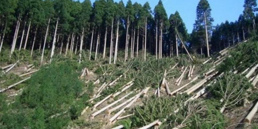 البرازيل تسجل انخفاضاً في معدلات إزالة الغابات في الأمازون