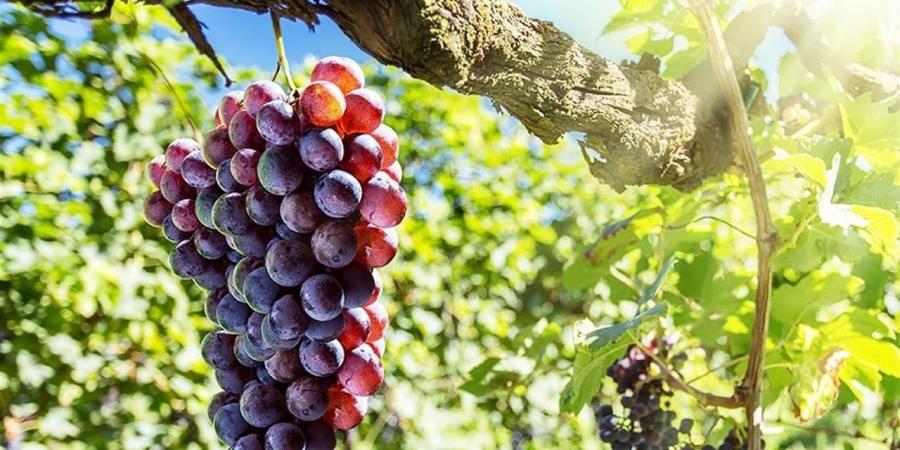 "الزراعة" تصدر نشرة بالتوصيات الفنية لمزارعي العنب والموز خلال شهر يونيو