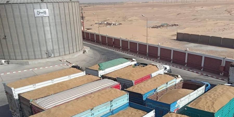 توريد 617 ألف طن قمح بصوامع وشون الوادي الجديد