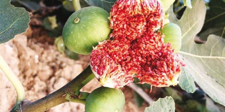 "الزراعة" تصدر نشرة بالتوصيات الفنية لمزارعي محصول التين خلال شهر يونيو