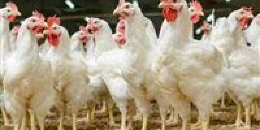 هبوط أسعار الدواجن في الأسواق اليوم الثلاثاء 