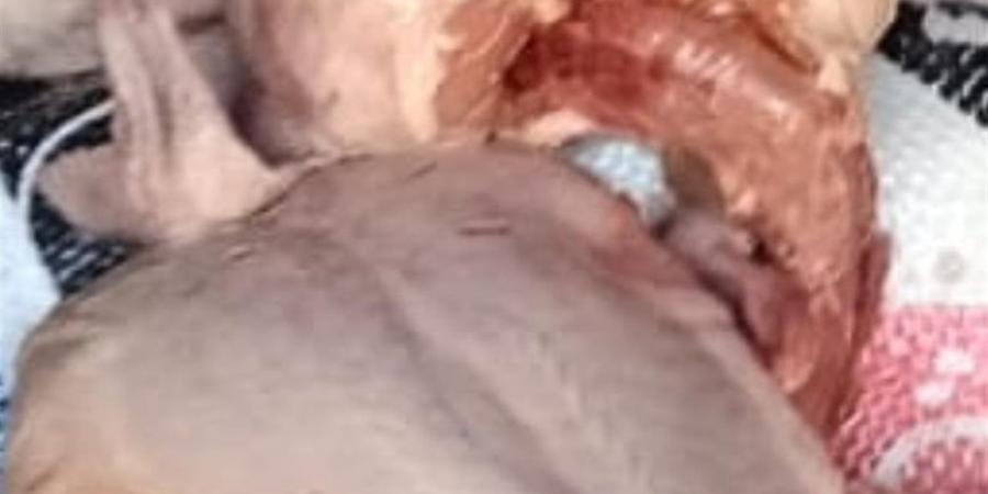 ضبط دواجن ولحوم غير صالحة للاستهلاك الآدمي في القليوببة