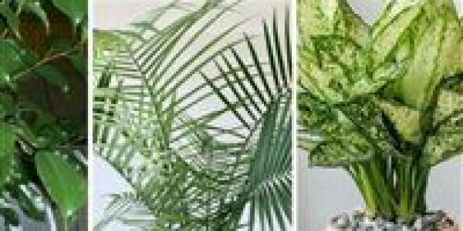 “ثورة خضراء داخل المنزل".. كيف تهزم النباتات التوتر؟
