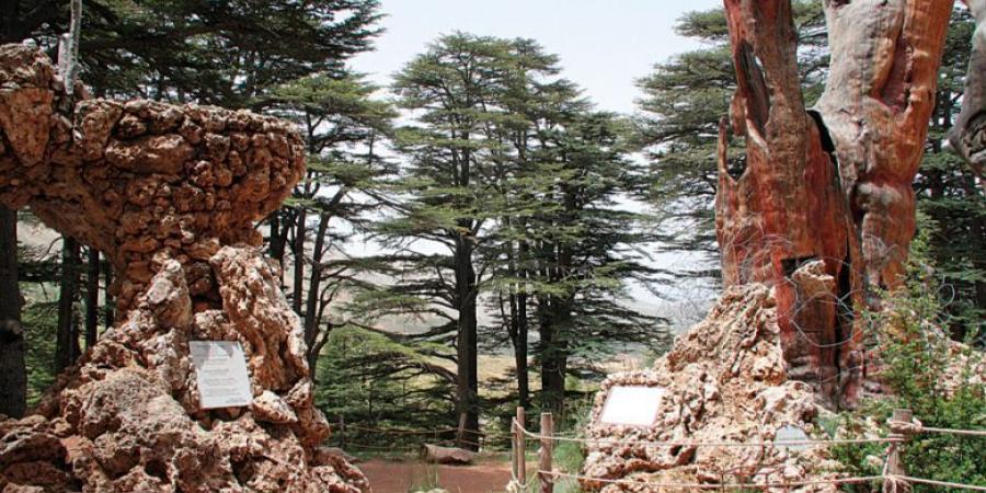 "رئة" لبنان الخضراء في خطر.. أين تقع وما الذي يُهددها؟ (صور)